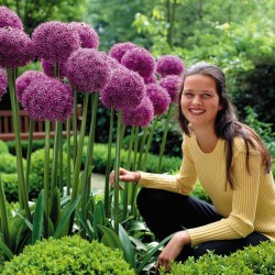 Giant leek Allium Sensation Mix - bulbs 4.5 - 8