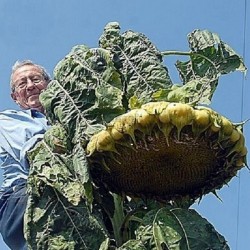 1000 Samen Riesige Sonnenblume - Mongolische Riesen 9.95 - 1