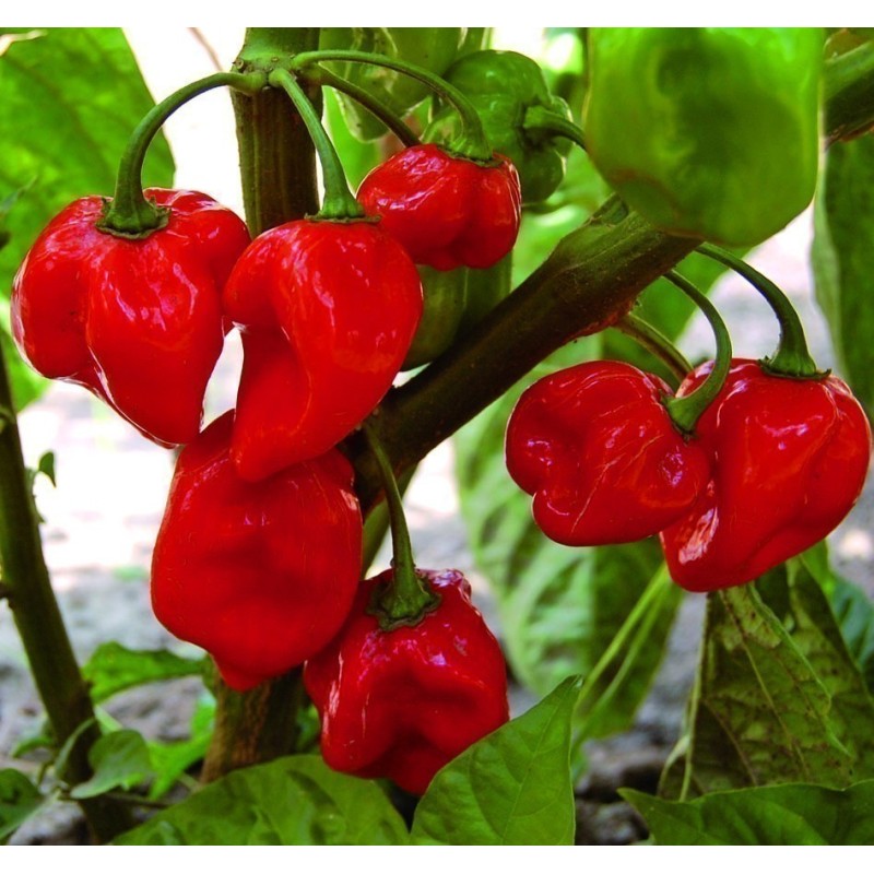100 Sementes de Habanero Vermelho | 5,45 €