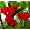 100 Semi di Peperoncino Habanero Rosso | 5,45 €