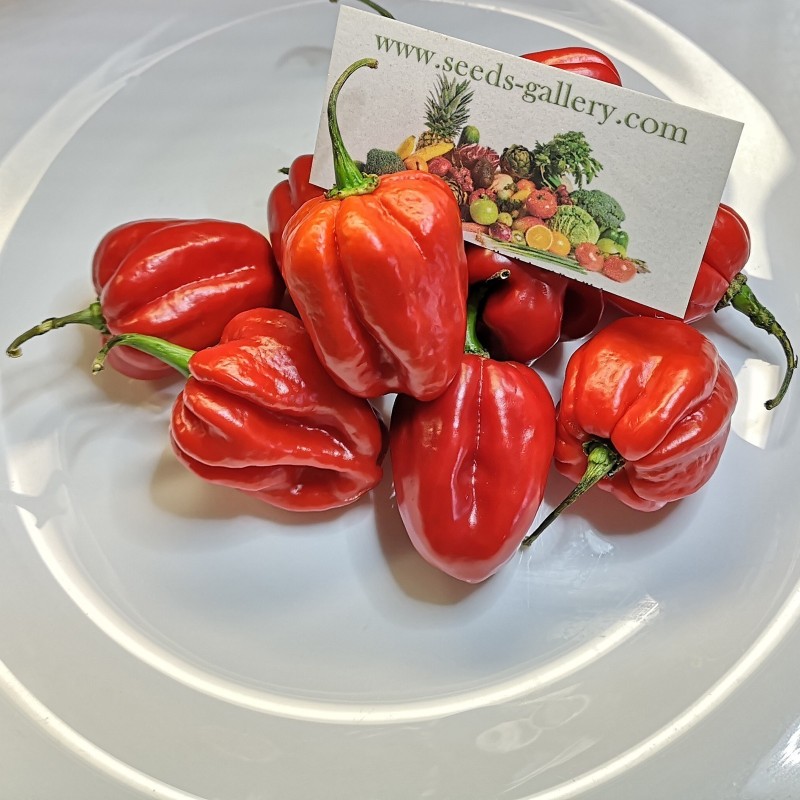 100 Semi di Peperoncino Habanero Rosso | 5,45 €