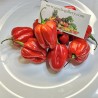100 Sementes de Habanero Vermelho | 5,45 €