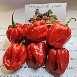 100 Semillas de Chile Habanero Rojo 5.45 - 3