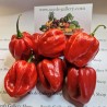100 Sementes de Habanero Vermelho | 5,45 €