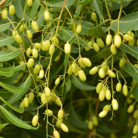 Nimtree Seeds, Neem (Azadirachta indica) | β¬2.50