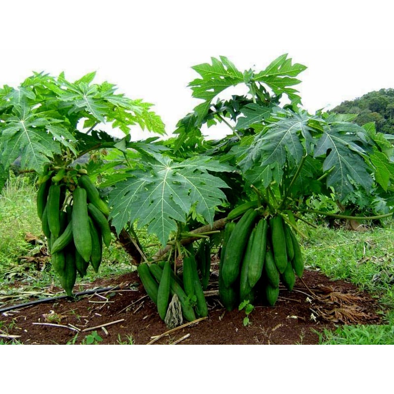 Dwarf Long Papaya Seeds KAK DUM Variety | €2.75