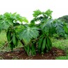 Dwarf Long Papaya Seeds KAK DUM Variety | €2.75