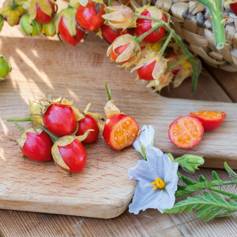 Litchi Tomatensamen - Lulita (Solanum sisymbriifolium) 1.8 - 1