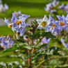 Litchi Tomatensamen - Lulita (Solanum sisymbriifolium) 1.8 - 2