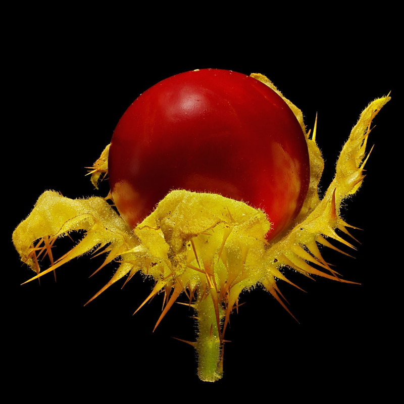 Litchi Tomatensamen - Lulita (Solanum sisymbriifolium) 1.8 - 8