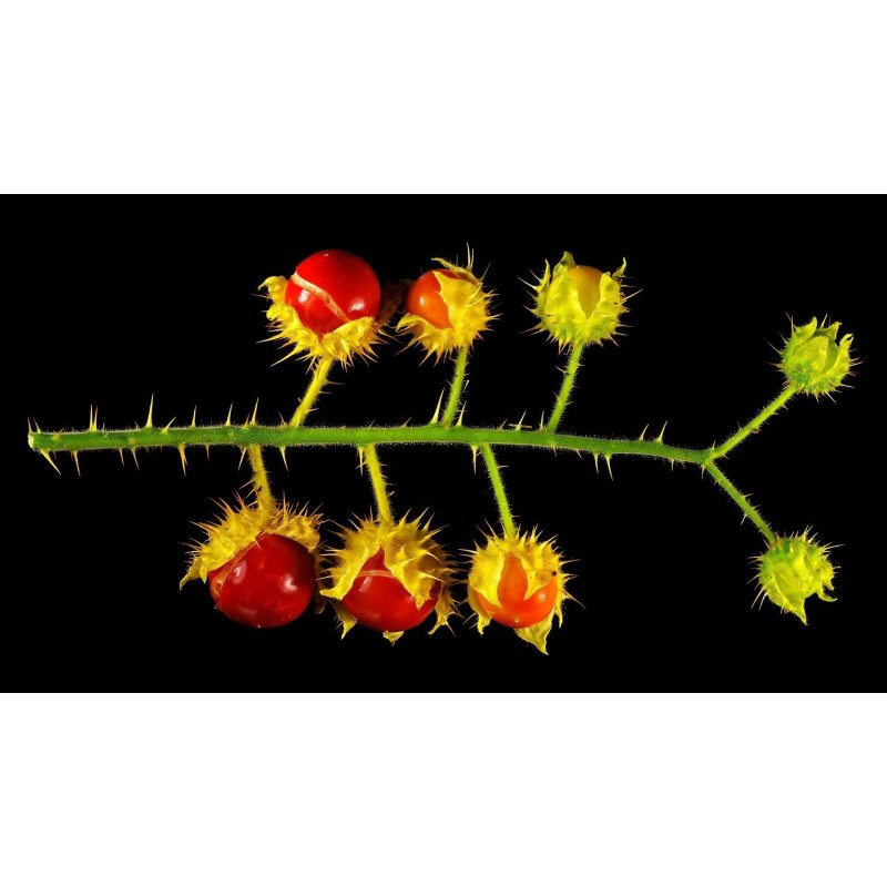 Litchi Tomatensamen - Lulita (Solanum sisymbriifolium) 1.8 - 9