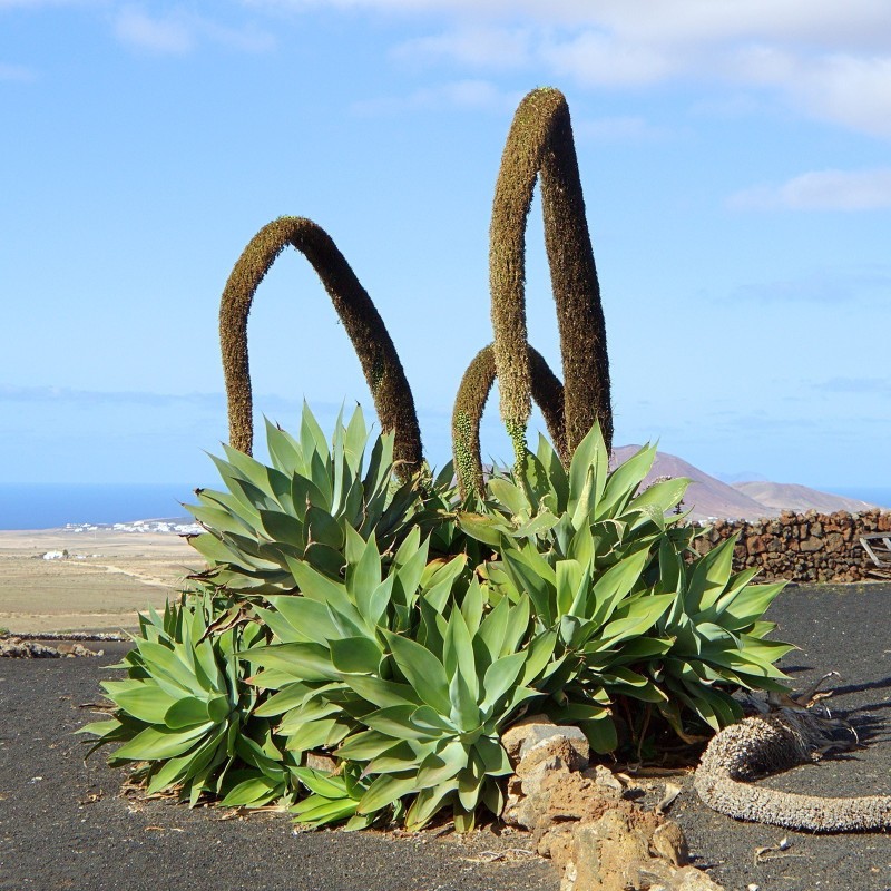 LION'S TAIL - SWAN'S NECK - FOXTAIL Seeds | 2,95 €