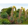 LION'S TAIL - SWAN'S NECK - FOXTAIL Seeds | 2,95 €