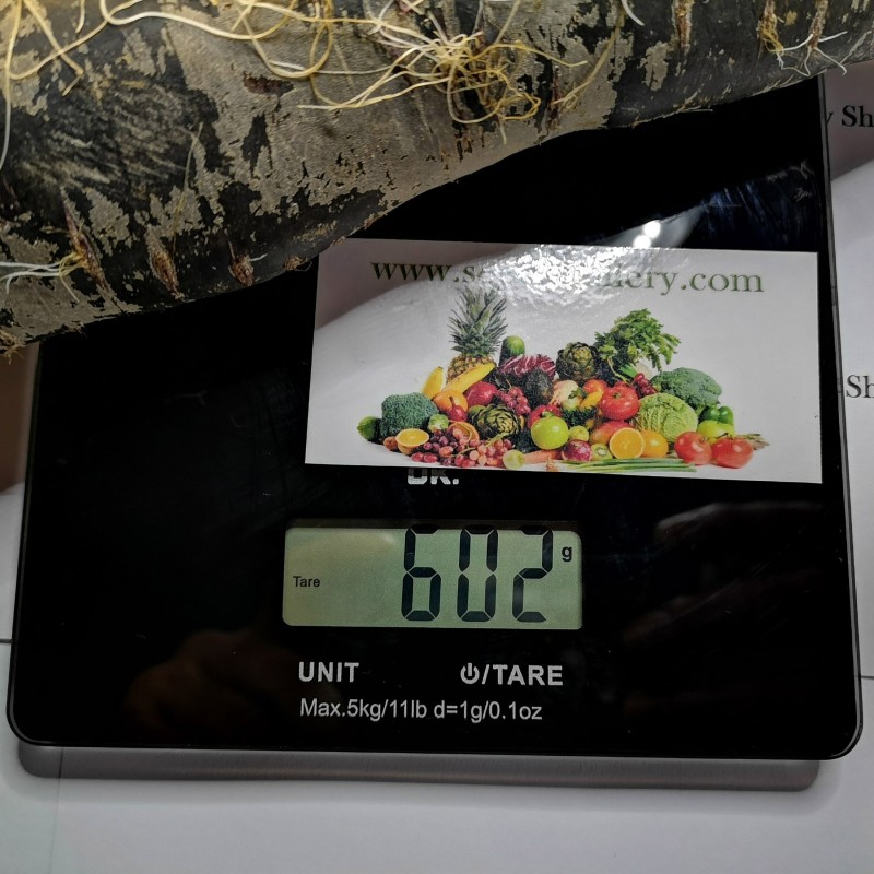 Giant Carrot Seeds Purple Dragon | 1,55 €