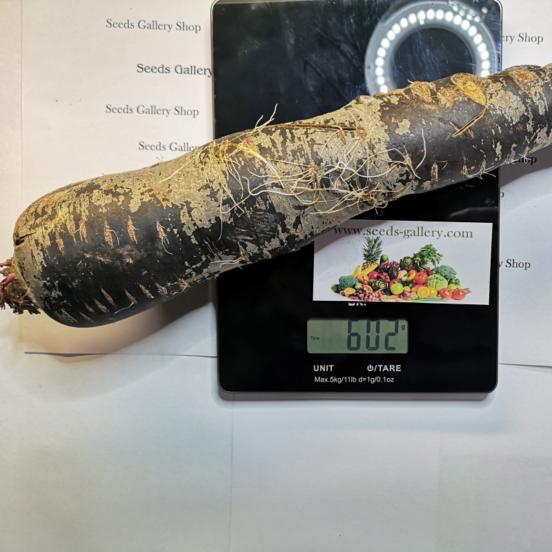 Giant Carrot Seeds Purple Dragon | 1,55 €