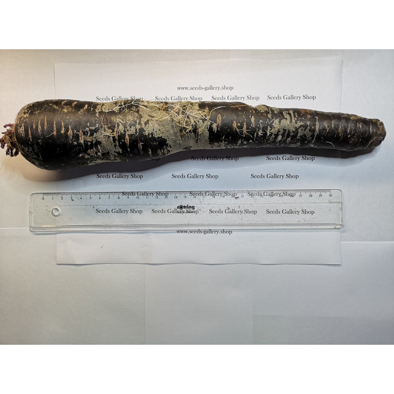 Giant Carrot Seeds Purple Dragon | 1,55 €