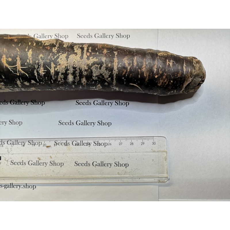 Giant Carrot Seeds Purple Dragon | 1,55 €