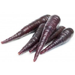 Giant Carrot Seeds Purple Dragon 1.55 - 8