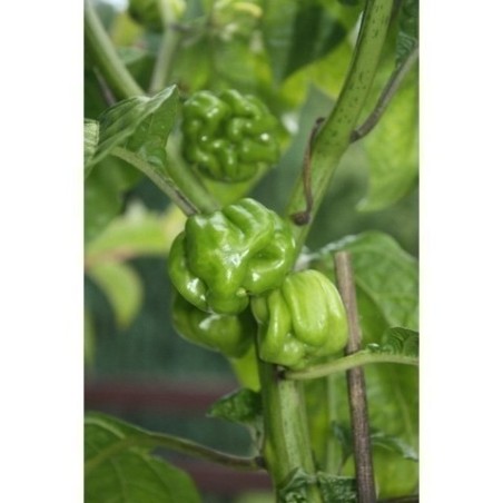 Habanero Senegal Chili - Cili Seme | 2,50 €