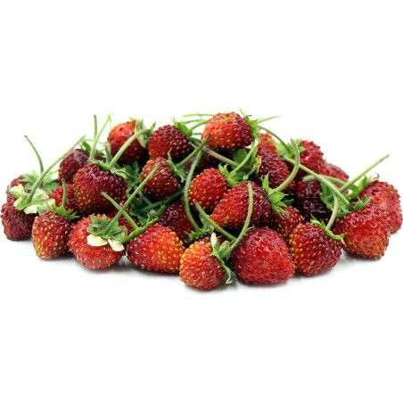 Sweet Princess Tomatensamen | 1,85 €