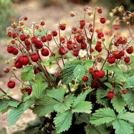 Echte Walderdbeere Samen RUGIA (Fragaria vesca) | 2,50 €
