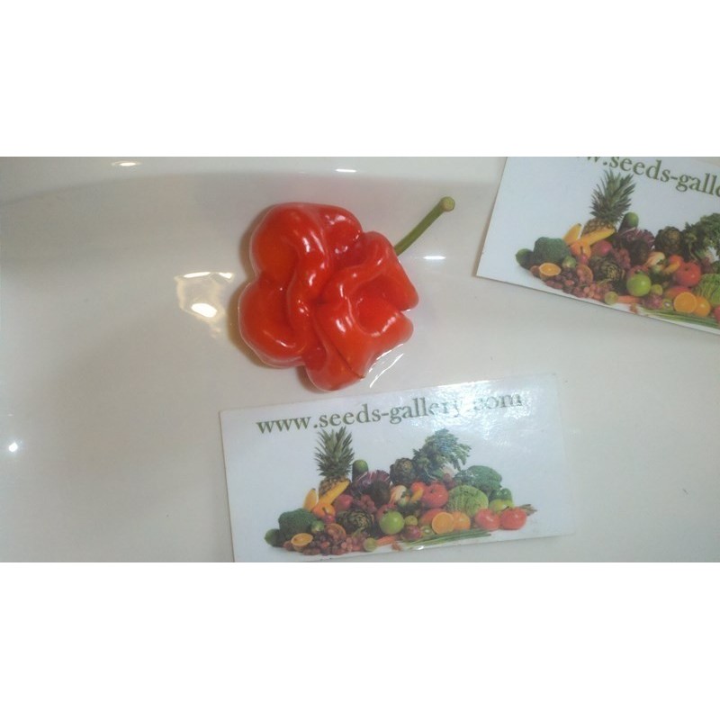 Habanero Senegal Chili - Cili Seme | 2,50 €