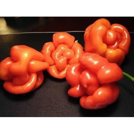 Habanero Senegal Chili - Cili Seme | 2,50 €