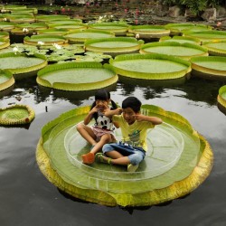 Giant Water Lily Lotus Seeds (Victoria amazonica) 2.25 - 11