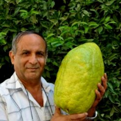 Graines de Citron Géantes - Cédratier - Fruits de 4 kg (Citrus Medica Cedrat) 3.7 - 1