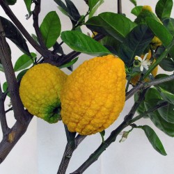 Graines de Citron Géantes - Cédratier - Fruits de 4 kg (Citrus Medica Cedrat) 3.7 - 2