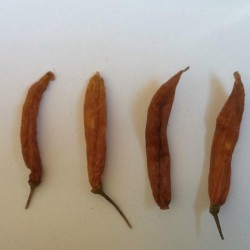 Chili Aji Patillo Seeds (Capsicum pendulum) 2.25 - 1