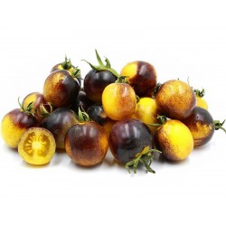 Wagner Blue Yellow Tomato Seeds 2.25 - 1