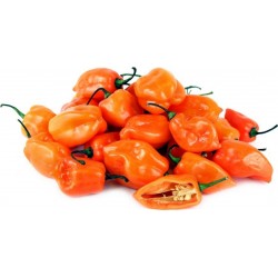 Habanero Orange - Red Seeds