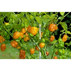 Habanero Orange - Red Seeds