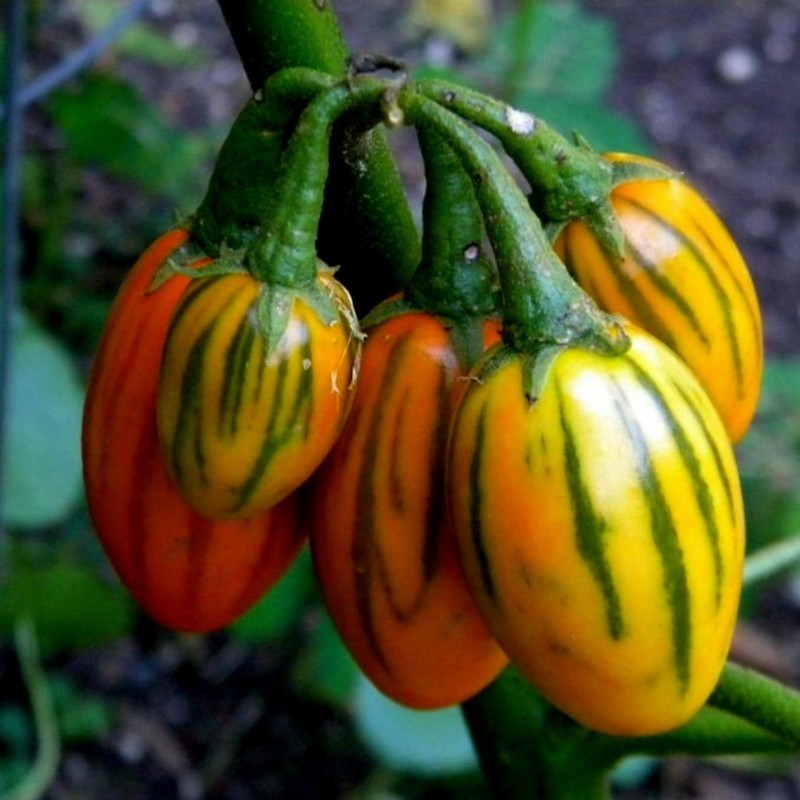 STRIPED TOGA Auberginefrön | 2,25 €