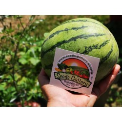 Mini Watermelon Sugar Baby Seeds 2.25 - 4