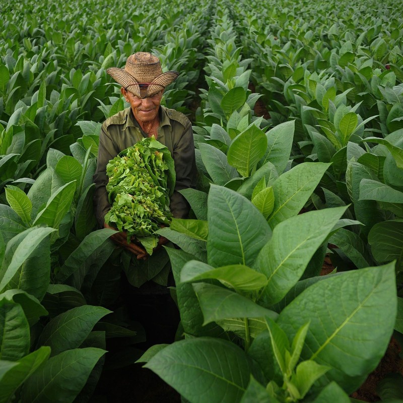 Graines de Tabac HAV. COROJO | 2,45 €