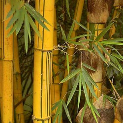 Golden Bamboo Seeds - fish pole bamboo (Phyllostachys aurea) 1.95 - 8