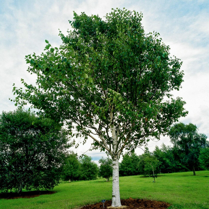 Björksläktet Frön (Betula) 1.95 - 2