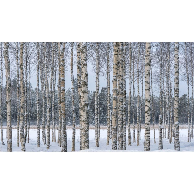 Björksläktet Frön (Betula) 1.95 - 4
