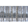 Björksläktet Frön (Betula) 1.95 - 4