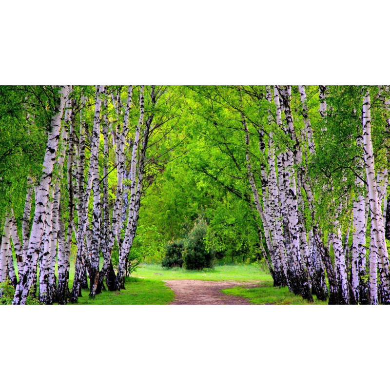 Björksläktet Frön (Betula) 1.95 - 8