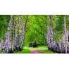 Björksläktet Frön (Betula) 1.95 - 8