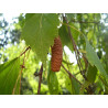 Björksläktet Frön (Betula) 1.95 - 10