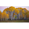 Björksläktet Frön (Betula) 1.95 - 3
