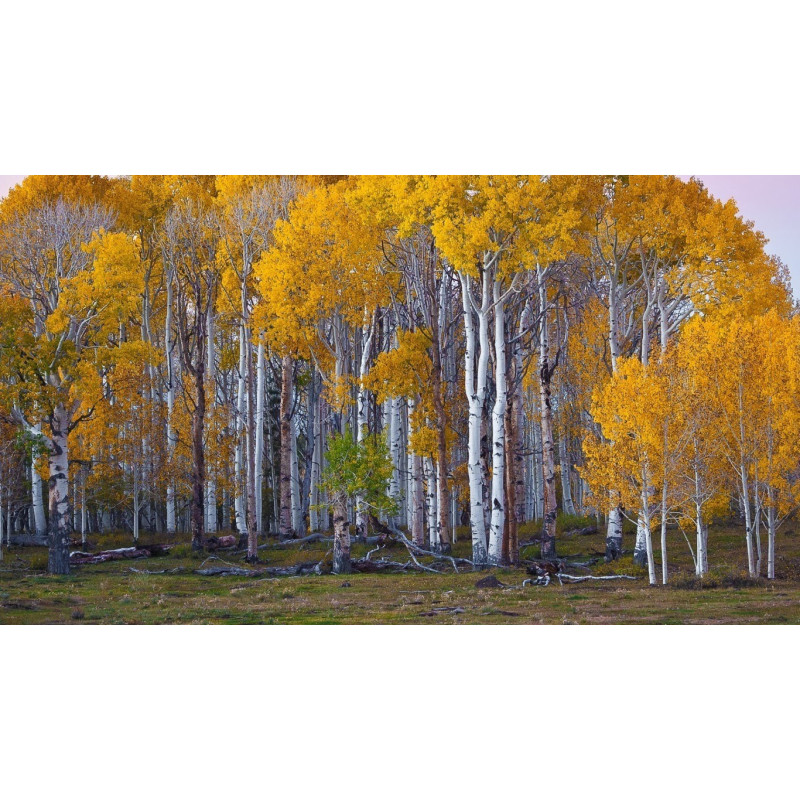 Björksläktet Frön (Betula) 1.95 - 5