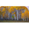 Björksläktet Frön (Betula) 1.95 - 5