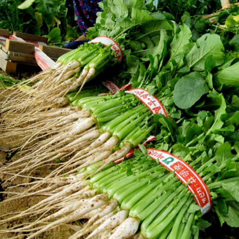 YEOLMU Korean Young Summer Radish Seeds | 3,00 €