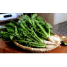 Sementes YEOLMU coreano Jovem Verão Radish | 3,00 €