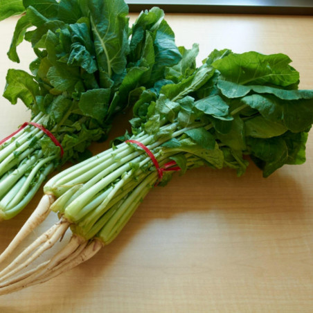 Sementes YEOLMU coreano Jovem Verão Radish | 3,00 €